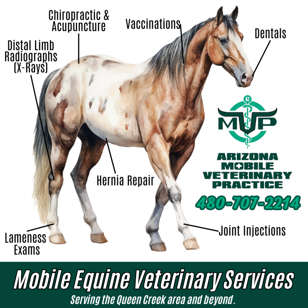 Mobile Equine Veterinary Services