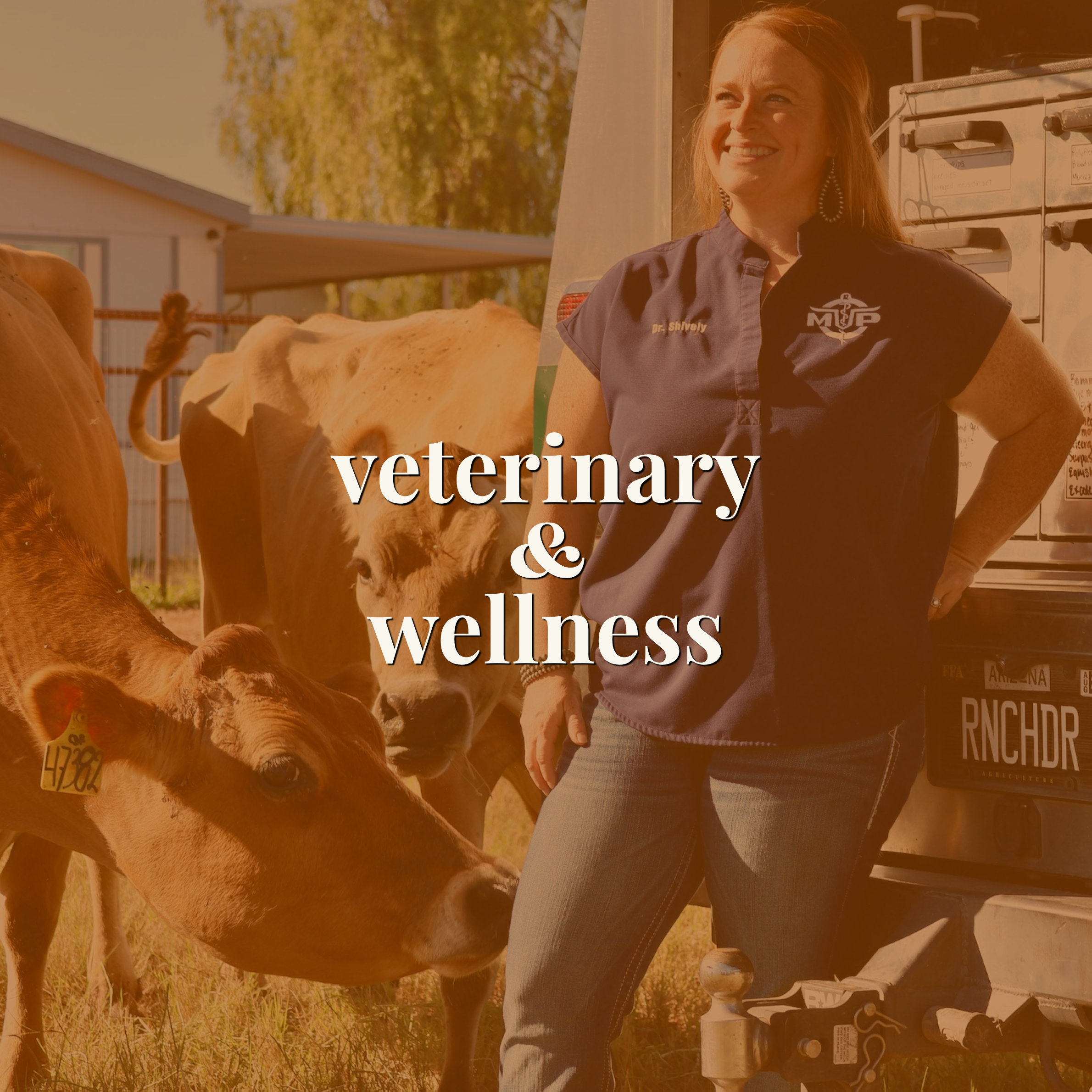 Veterinarian standing with cattle near her mobile practice truck — link to the veterinary and wellness portfolio